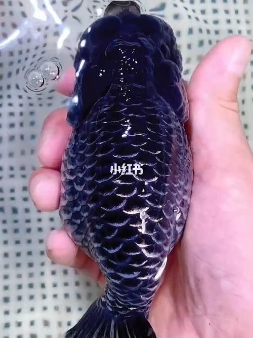潘氏金魚有哪些特色品種？（潘氏金魚有哪些特色品種及種？）