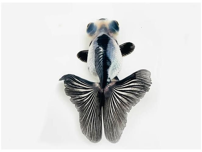 潘氏金魚有哪些特色品種？（潘氏金魚有哪些特色品種及種？）