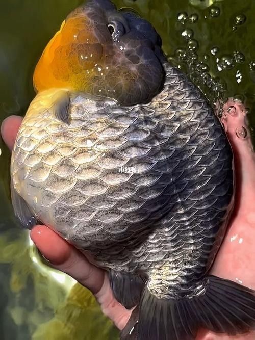 潘氏金魚有哪些特色品種？（潘氏金魚有哪些特色品種及種？）