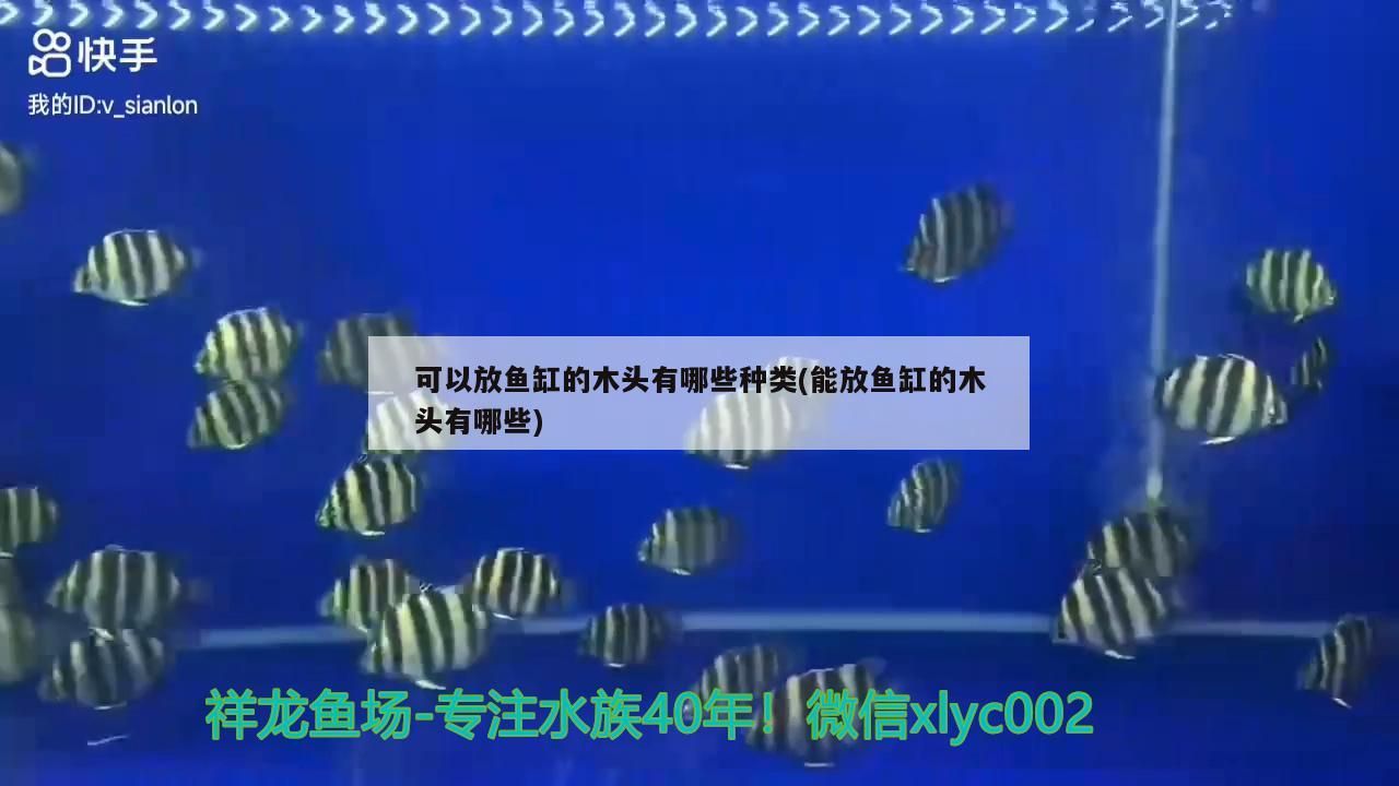 可以放魚缸的木頭有哪些種類(能放魚缸的木頭有哪些)（可以放魚缸的木頭有哪些種類）