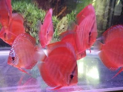 觀賞魚生長速度排行（中大型熱帶魚的生長速度相對較快） 觀賞魚生長速度排行（中大型熱帶魚的生長速度相對較快） 觀賞魚百科 第1張