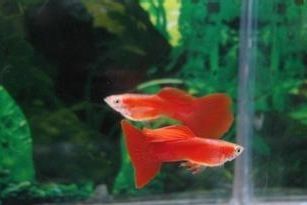 觀賞魚生長速度排行（中大型熱帶魚的生長速度相對較快） 觀賞魚生長速度排行（中大型熱帶魚的生長速度相對較快） 觀賞魚百科 第3張