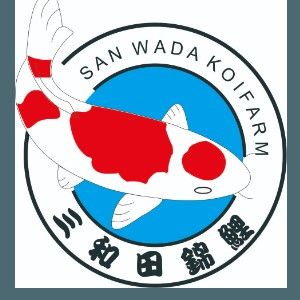 東莞東江錦鯉養殖場是否也銷售龍魚（東莞東江錦鯉養殖場是否銷售龍魚） 東莞東江錦鯉養殖場是否也銷售龍魚（東莞東江錦鯉養殖場是否銷售龍魚） 龍魚百科 第2張