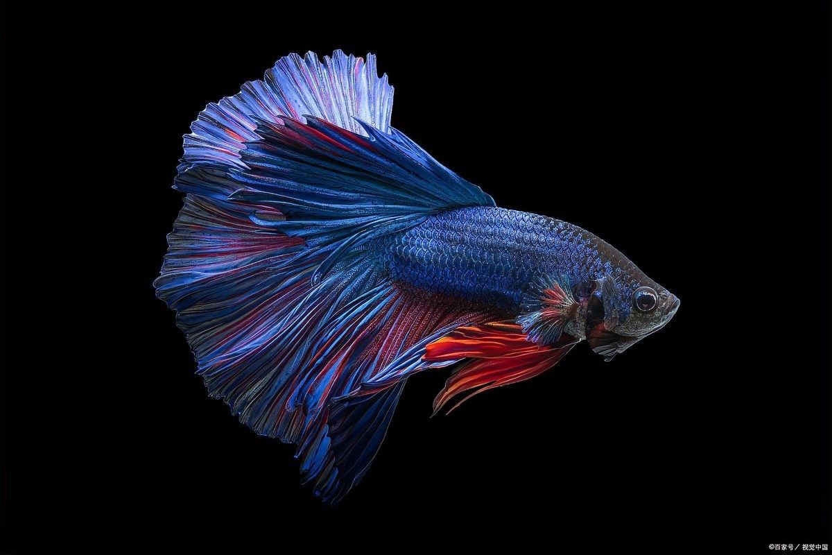 金龍魚在高溫下會有哪些反應（jovian圖鑒三農科普|如何避免龍魚暴斃降溫技巧大公開）