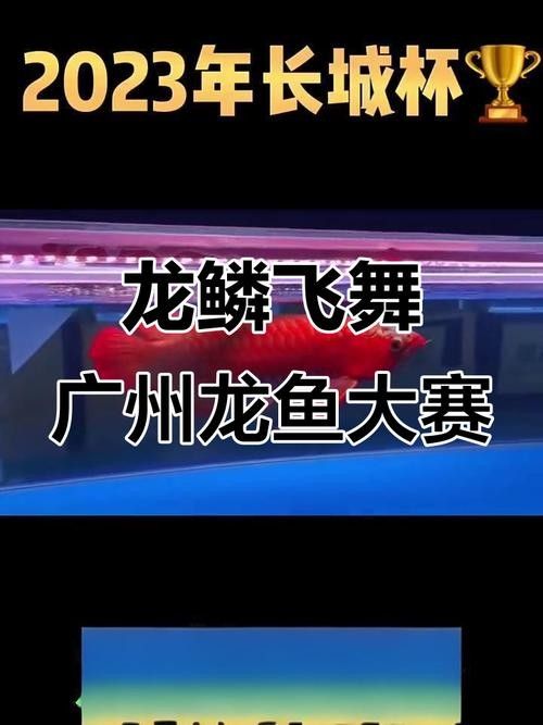 龍魚天下平臺(tái)如何加入？（商家入駐龍魚天下平臺(tái)需要哪些資質(zhì)？）