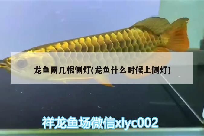 龍魚用幾根側(cè)燈(龍魚什么時候上側(cè)燈)