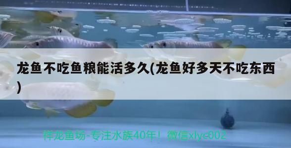龍魚不吃魚糧能活多久(龍魚好多天不吃東西)（金龍魚不吃魚糧能活多久）