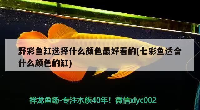野彩魚缸選擇什么顏色最好看的(七彩魚適合什么顏色的缸)