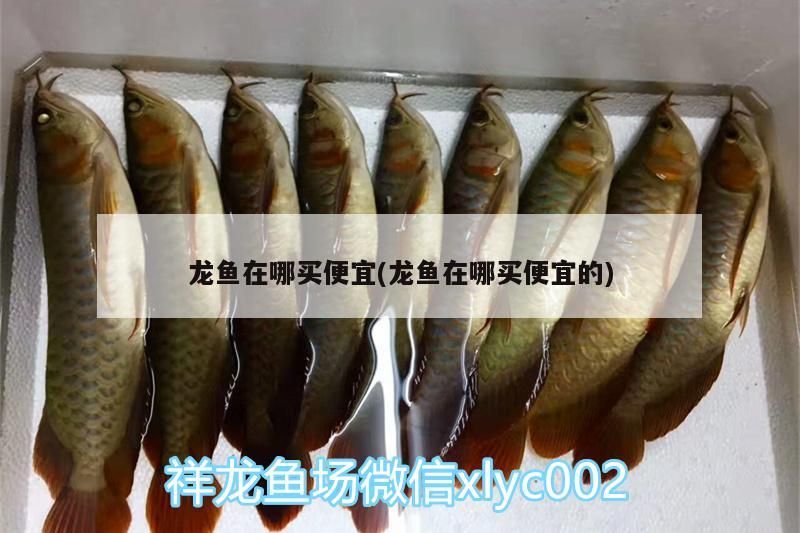 龍魚在哪買便宜(龍魚在哪買便宜的)（龍魚在哪買便宜）