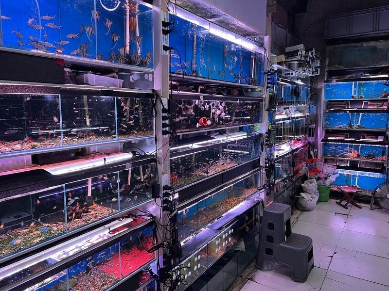 北京哪里可以買到高端雷龍魚？