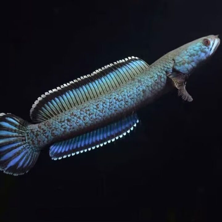 北京哪里可以買到高端雷龍魚？