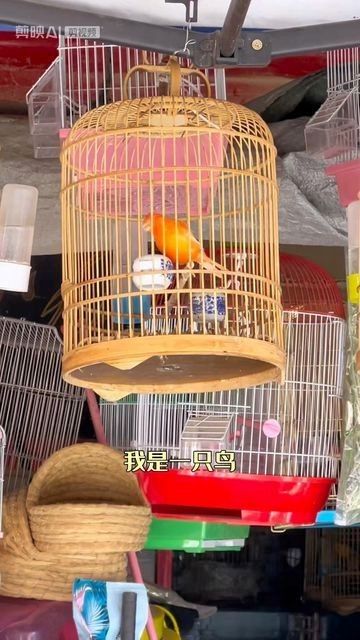 北京哪里可以買到高端雷龍魚？