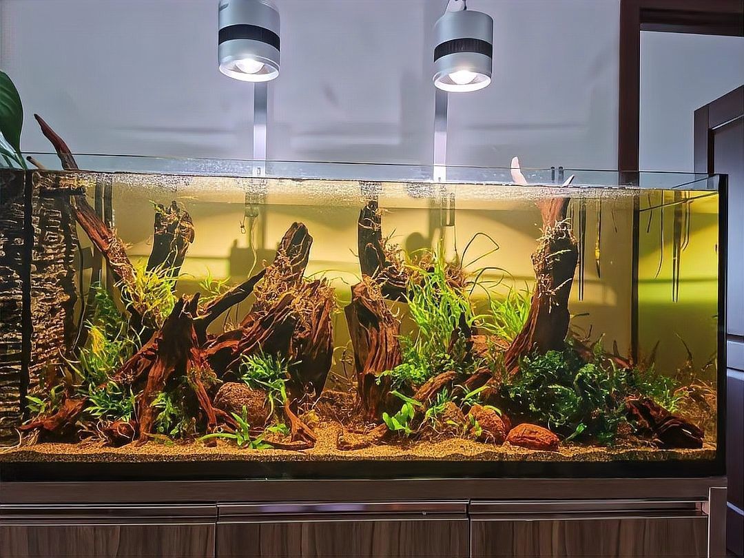 龍魚缸改草缸需要多久過渡（魚缸改草缸的過渡期怎么辦？）