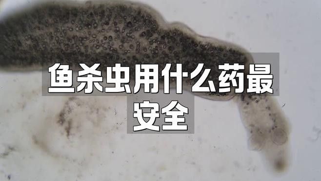 哪些中藥制劑適合龍魚除蟲