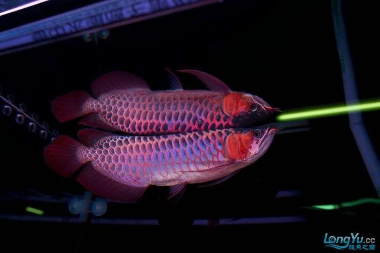 <strong><mark>友好</mark></strong>哪個水族館龍魚好？祥龍魚場龍魚