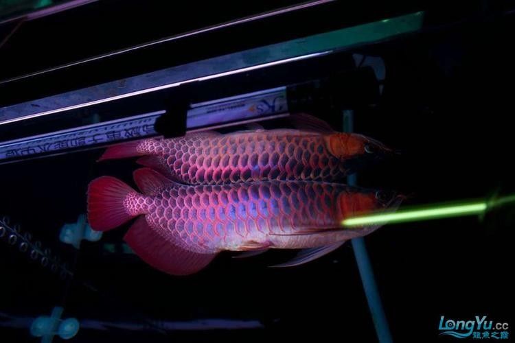 友好哪個水族館龍魚好？祥龍魚場龍魚