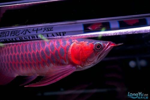 友好哪個水族館龍魚好？祥龍魚場龍魚