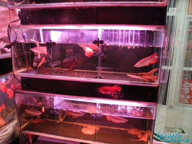 友好哪個水族館龍魚好？祥龍魚場龍魚