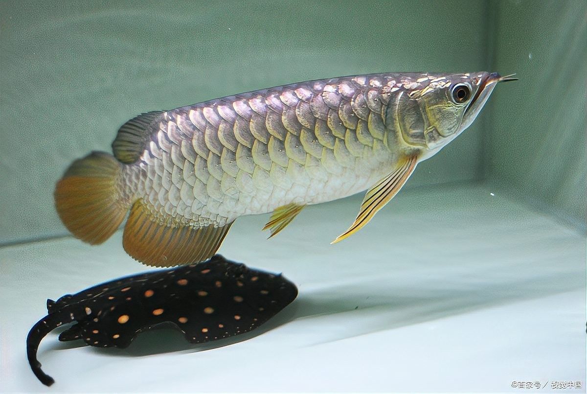 紅龍魚對水質的要求有哪些（養好紅龍魚的基本條件）
