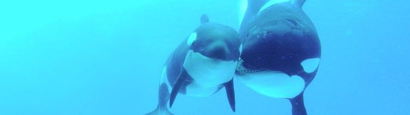 寶國吐哪個水族館龍魚好？祥龍魚場龍魚