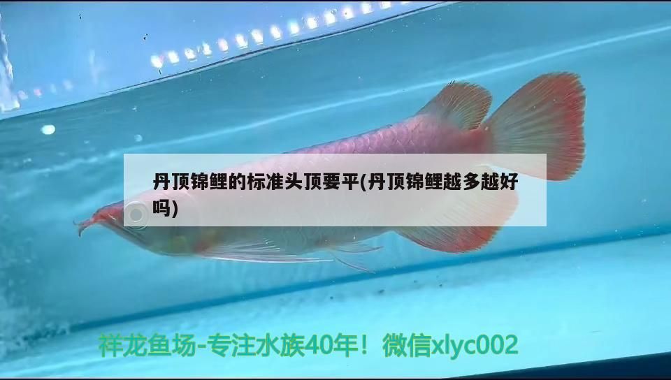 丹頂錦鯉的標準頭頂要平(丹頂錦鯉越多越好嗎)
