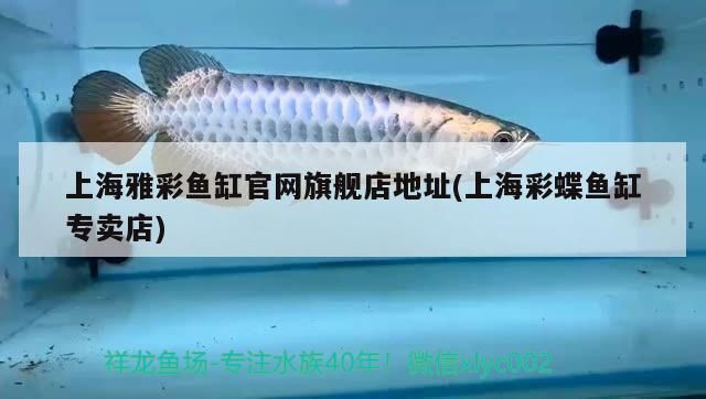 上海雅彩魚缸官網旗艦店地址(上海彩蝶魚缸專賣店)