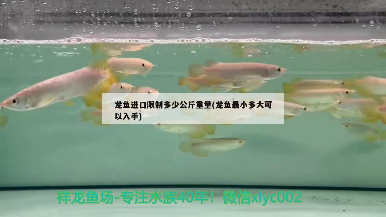 龍魚進口限制多少公斤重量(龍魚最小多大可以入手) 觀賞魚百科 第2張 龍魚進口限制多少公斤重量(龍魚最小多大可以入手) 龍魚進口限制多少公斤重量(龍魚最小多大可以入手) 觀賞魚百科 第2張