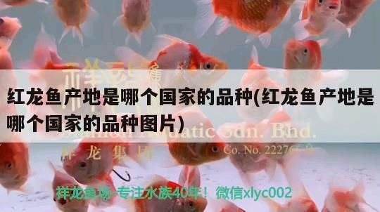 紅龍魚產地是哪個國家的品種(紅龍魚產地是哪個國家的品種圖片) 紅龍魚產地是哪個國家的品種(紅龍魚產地是哪個國家的品種圖片) 觀賞魚百科