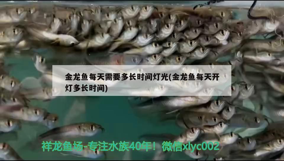 金龍魚每天需要多長時間燈光(金龍魚每天開燈多長時間) 金龍魚每天需要多長時間燈光(金龍魚每天開燈多長時間) 觀賞魚百科