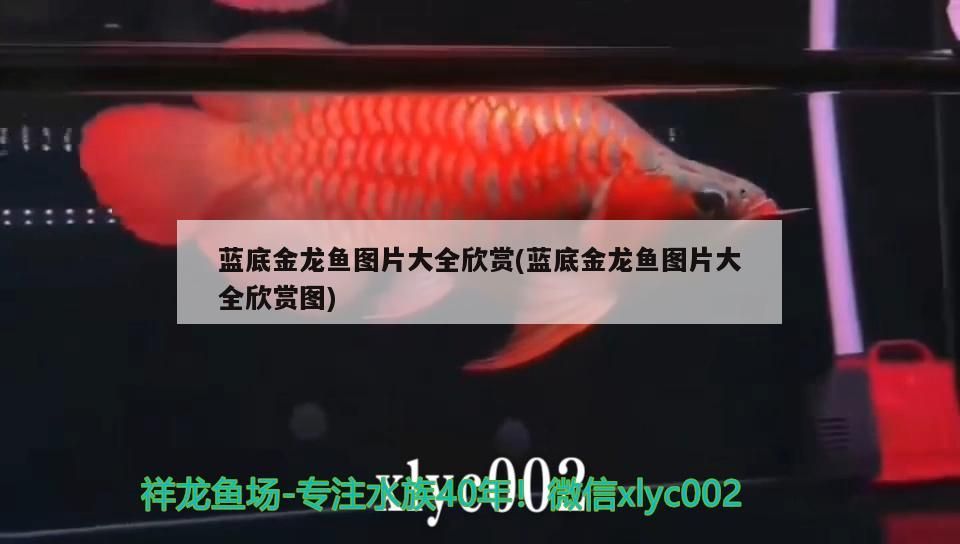 藍(lán)底金龍魚圖片大全欣賞(藍(lán)底金龍魚圖片大全欣賞圖)