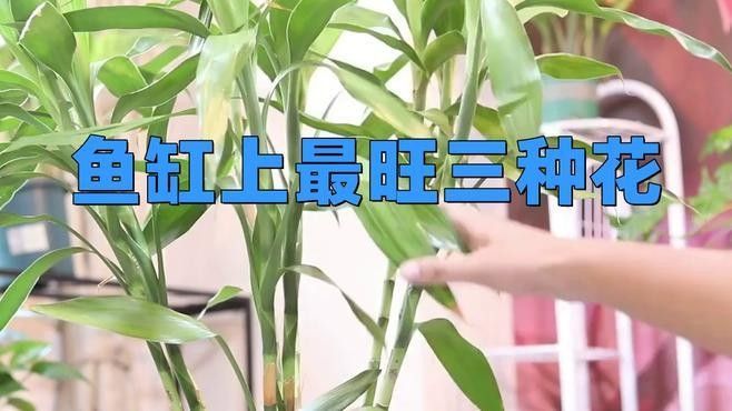 紅龍魚和招財魚混養需要哪些裝飾物？（紅龍魚和招財魚混養時需要一些特定的裝飾物來創造一個和諧且適宜的生活環境）