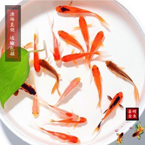 細節是決定一條賽級中魚所該有的價值（細節決定一條賽級中魚所該有的價值）