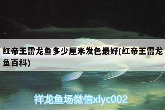北京的花鳥魚蟲市場每天或哪一天在哪里開始和停止？希望有更多關(guān)于鳥籠的信息謝謝（北京的花鳥魚蟲市場在哪里）
