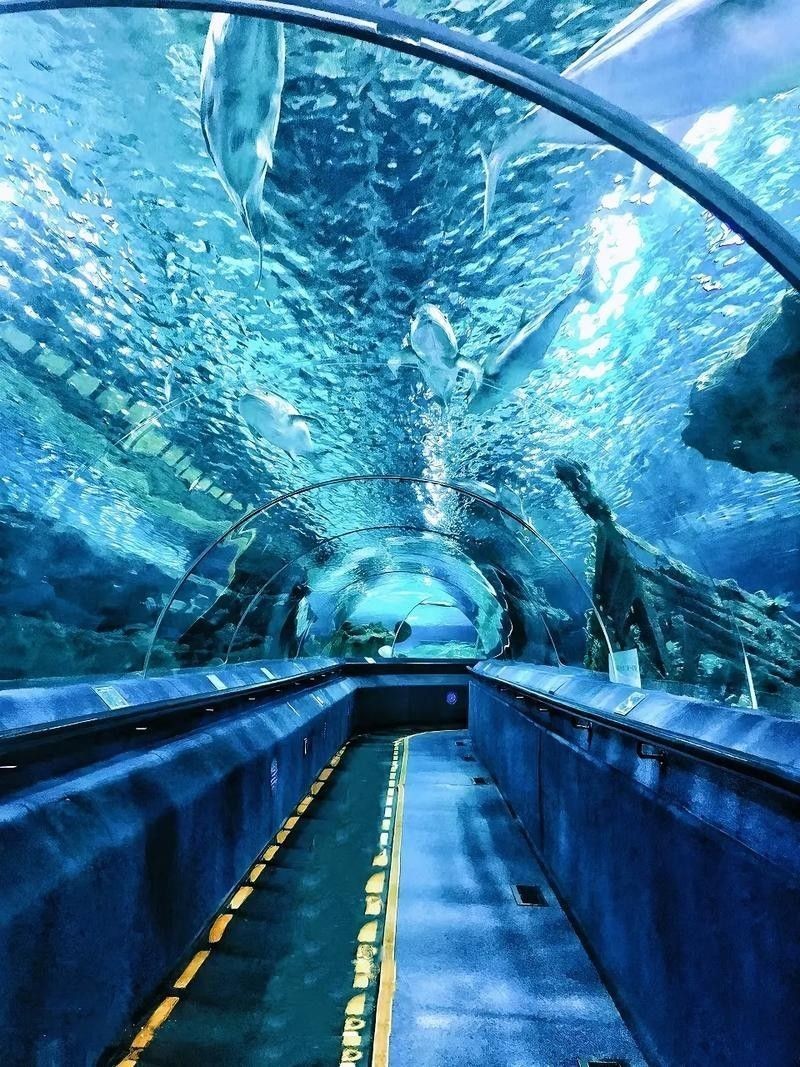 CC水族館的開放時間是？（北京水族館開放時間是每天10點至下午10點至下午6點）