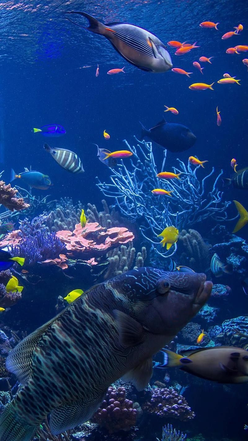 CC水族館的開放時間是？（北京水族館開放時間是每天10點至下午10點至下午6點）