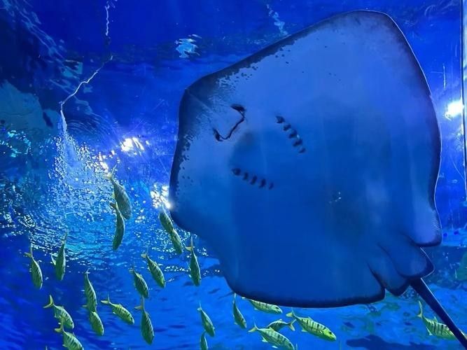 CC水族館的開放時間是？（北京水族館開放時間是每天10點至下午10點至下午6點）
