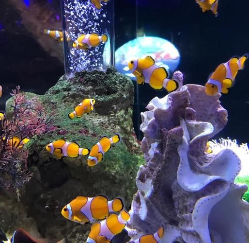 CC水族館的開放時間是？（北京水族館開放時間是每天10點至下午10點至下午6點）
