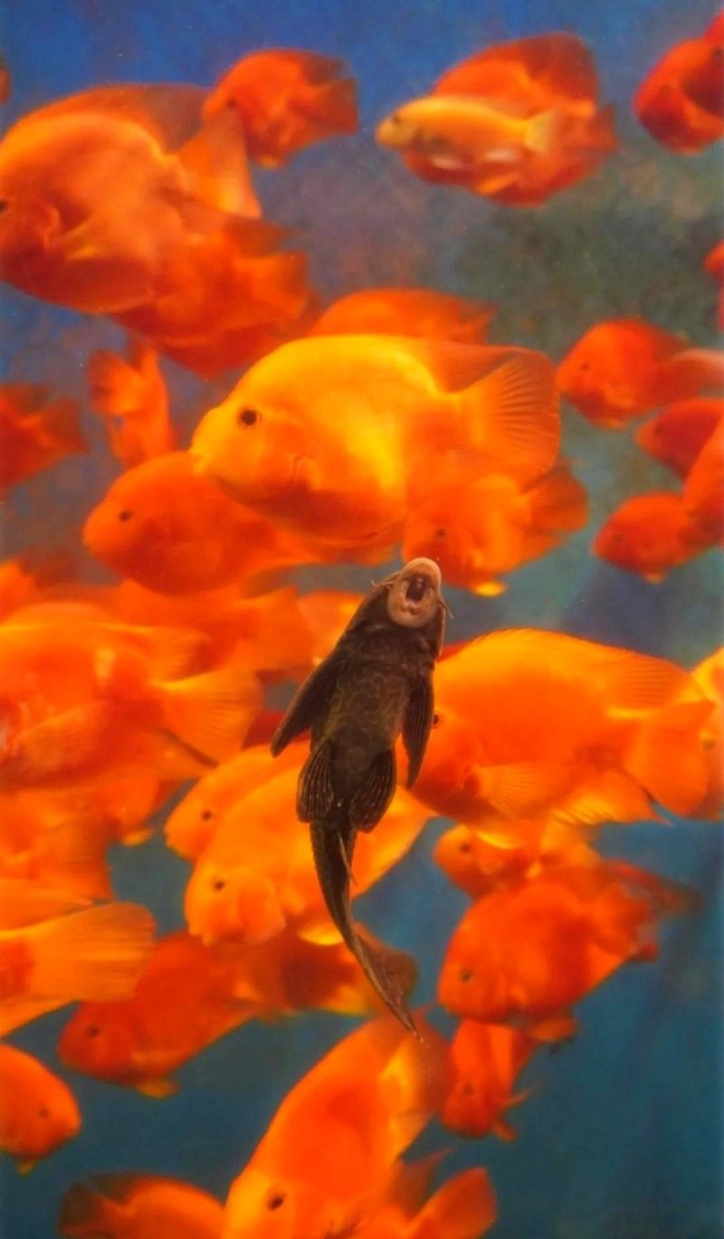 CC水族館的開放時間是？（北京水族館開放時間是每天10點至下午10點至下午6點）