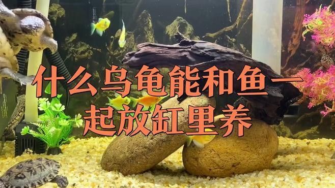 哪些海龜品種適合與龍魚混養？（探討海龜品種與龍魚混養的適宜性時需考慮多個因素）