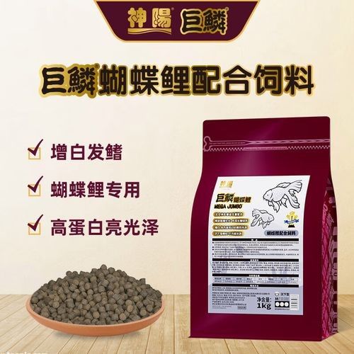 龍魚和蝴蝶錦鯉混養(yǎng)需要哪些設(shè)備？