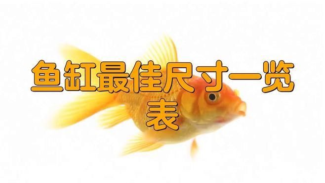 龍魚和蝴蝶錦鯉混養(yǎng)需要哪些設(shè)備？