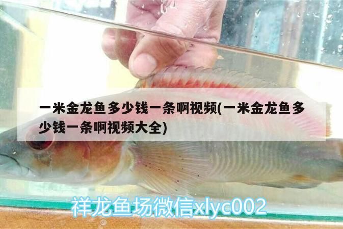 一米金龍魚多少錢一條啊視頻(一米金龍魚多少錢一條啊視頻大全)（一米金龍魚多少錢一條啊視頻）