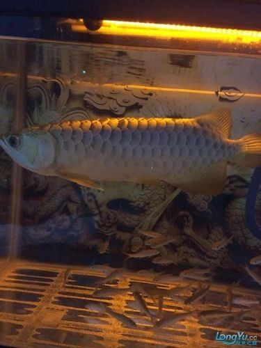 如何挑選適合金頭過背金龍的魚缸（頭過背金龍的魚缸需要考慮幾個(gè)關(guān)鍵因素以確保金魚的健康和幸福）