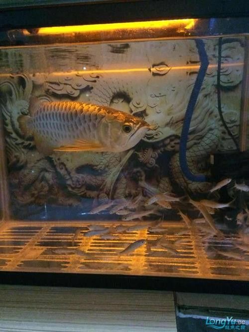 如何挑選適合金頭過背金龍的魚缸（頭過背金龍的魚缸需要考慮幾個(gè)關(guān)鍵因素以確保金魚的健康和幸福）