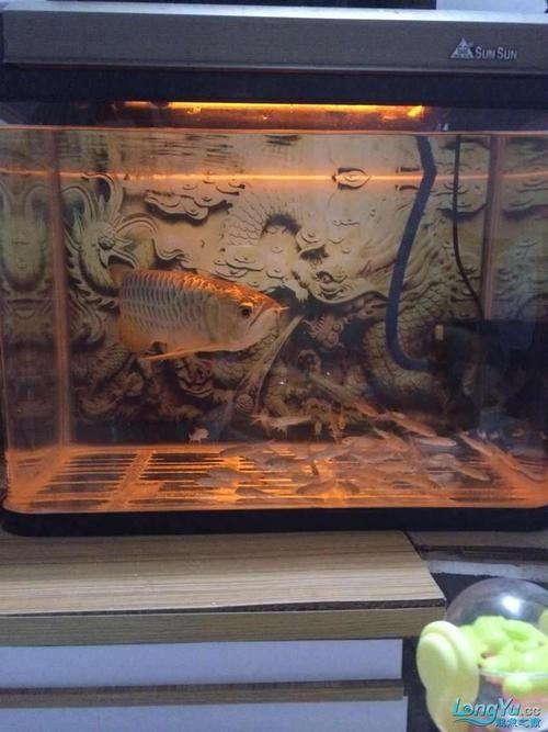 如何挑選適合金頭過背金龍的魚缸（頭過背金龍的魚缸需要考慮幾個(gè)關(guān)鍵因素以確保金魚的健康和幸福）