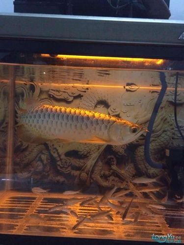 如何挑選適合金頭過背金龍的魚缸（頭過背金龍的魚缸需要考慮幾個(gè)關(guān)鍵因素以確保金魚的健康和幸福）