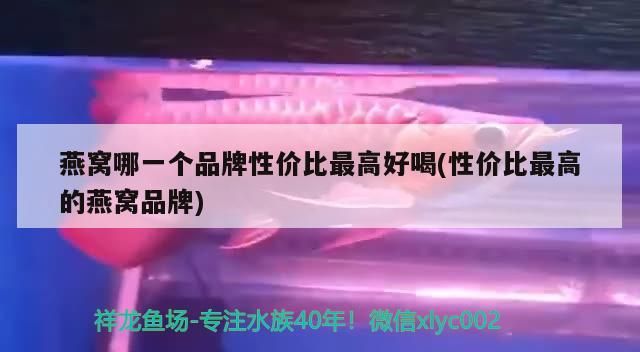 獨山龍魚和鯰魚哪個更安全，獨山龍魚和鯰魚哪個更安全，
