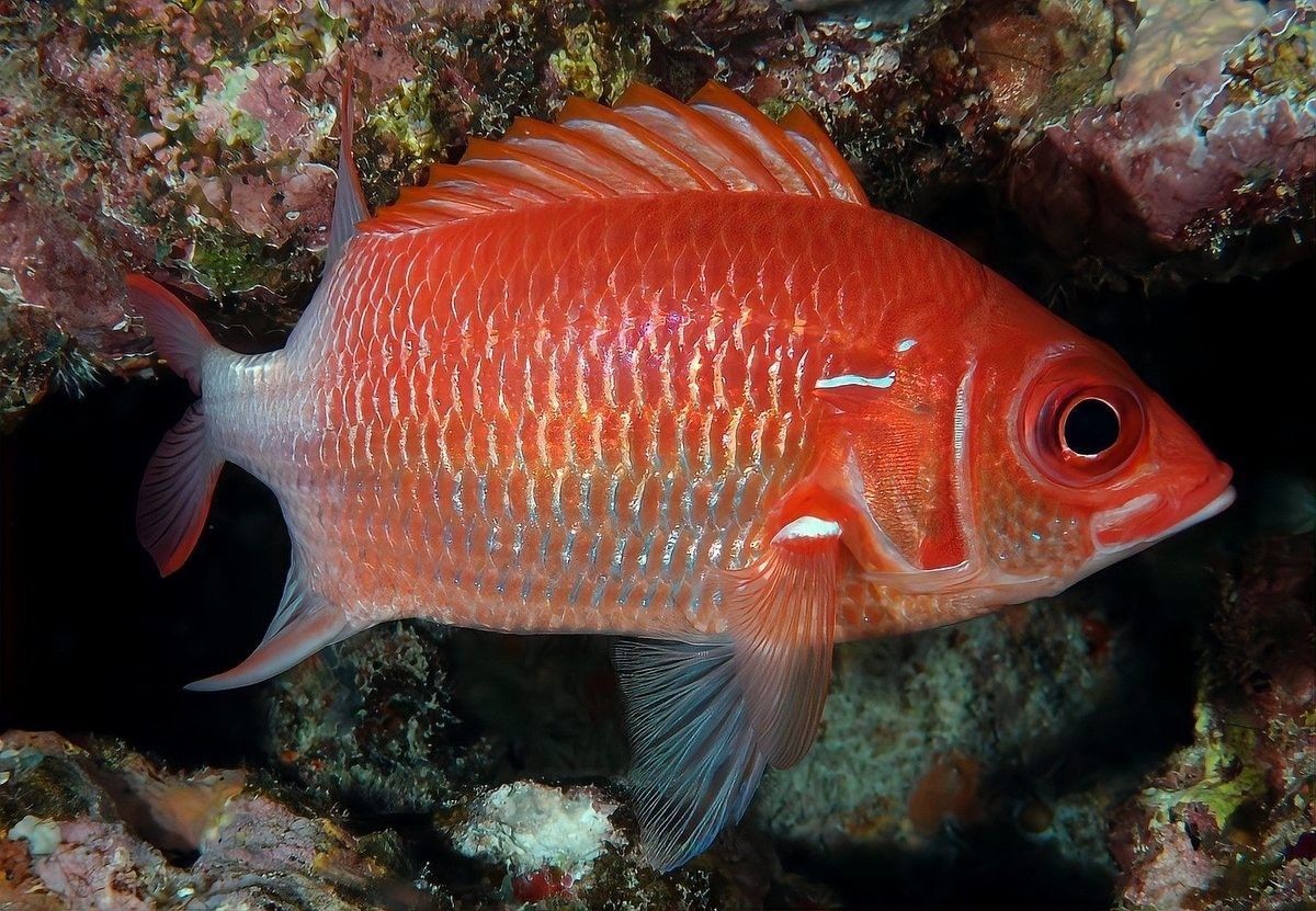 如何預(yù)防龍魚縮鰭縮尾？（如何預(yù)防龍魚縮鰭縮尾）