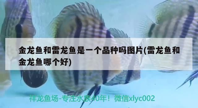 金龍魚和雷龍魚是一個品種嗎圖片(雷龍魚和金龍魚哪個好) 金龍魚和雷龍魚是一個品種嗎圖片(雷龍魚和金龍魚哪個好) 觀賞魚百科