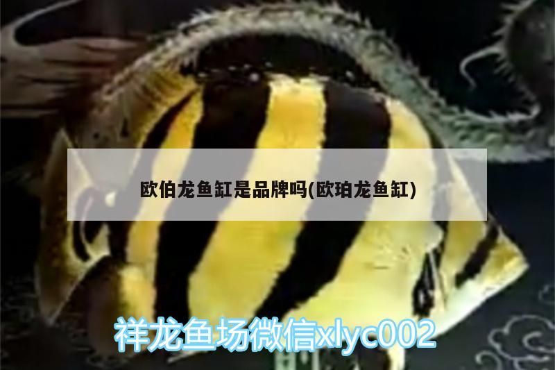 歐伯龍魚缸是品牌嗎(歐珀龍魚缸)（歐伯龍魚缸是品牌嗎）
